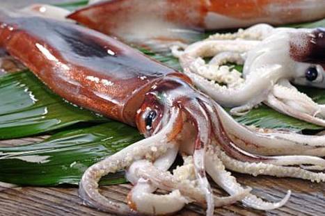 鱿鱼的外形特征